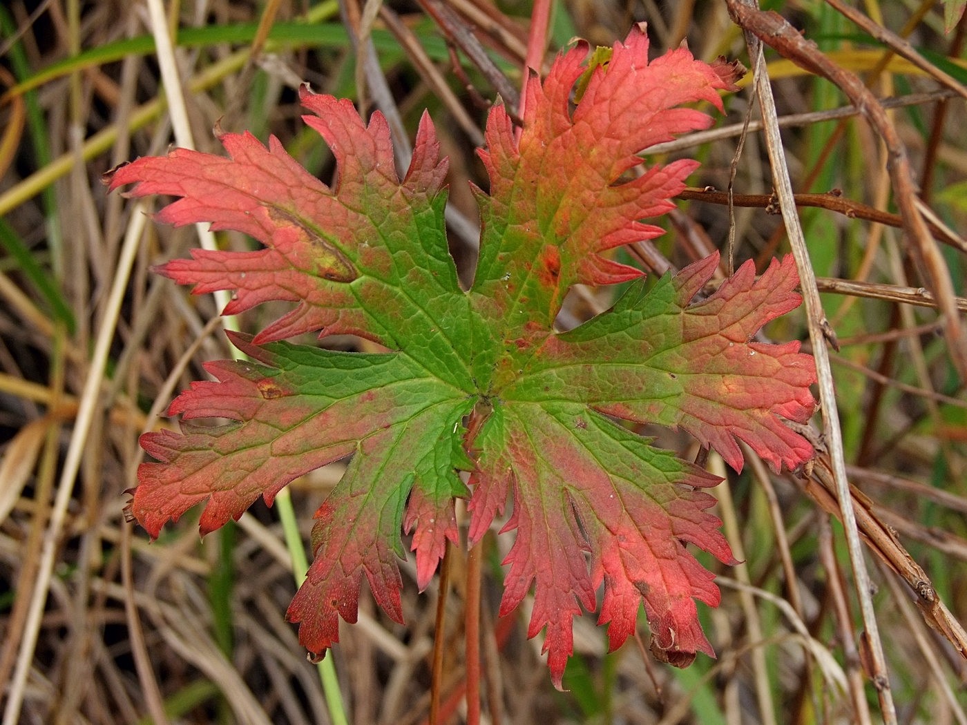 Изображение особи Geranium erianthum.