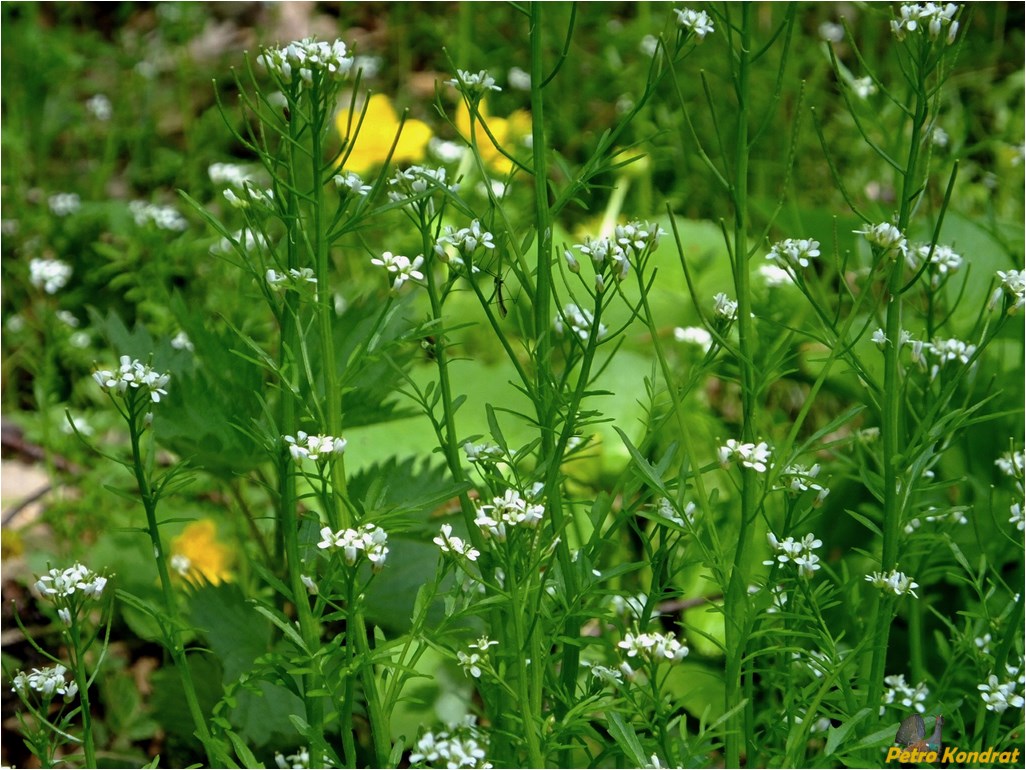 Изображение особи Cardamine impatiens.