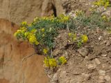 Medicago saxatilis. Цветущие растения. Крым, Севастополь, окр. пос. Орловка, обрыв к морю. 13.05.2017.