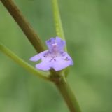 Glechoma hederacea. Цветок. Ростовская обл., Неклиновский р-н, Фёдоровское с/п, у дороги на опушке леса. 29.05.2017.