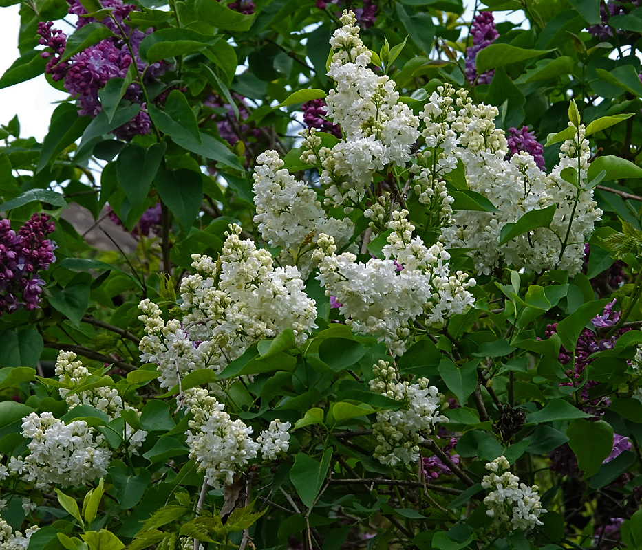 Изображение особи Syringa vulgaris.