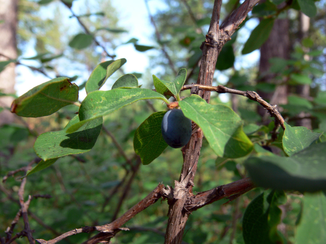 Image of Lonicera &times; subarctica specimen.