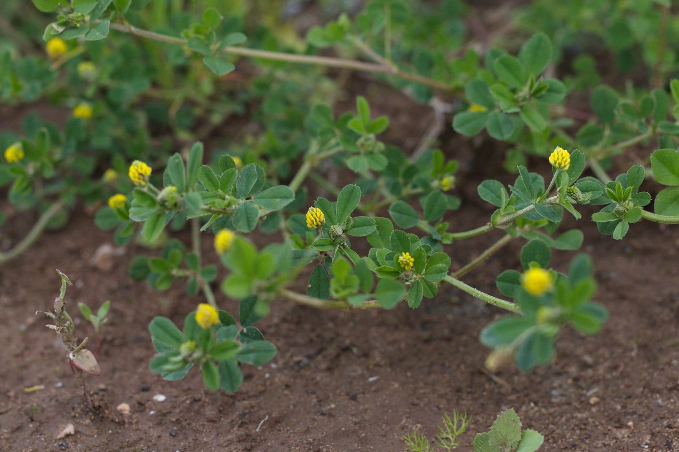 Image of Medicago lupulina specimen.