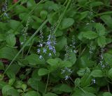 Veronica officinalis