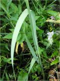 Gladiolus imbricatus. Листья. Украина, Ивано-Франковская обл., Долинский р-н, Шевченковский сельсовет, окр. с. Мысливка, частично заболоченный необрабатываемый предгорный луг. 06.07.2017.