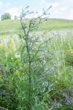 Centaurea scabiosa