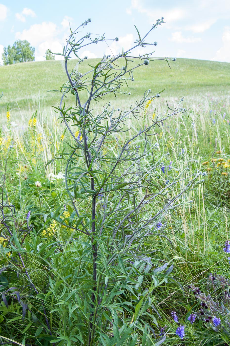 Изображение особи Centaurea scabiosa.