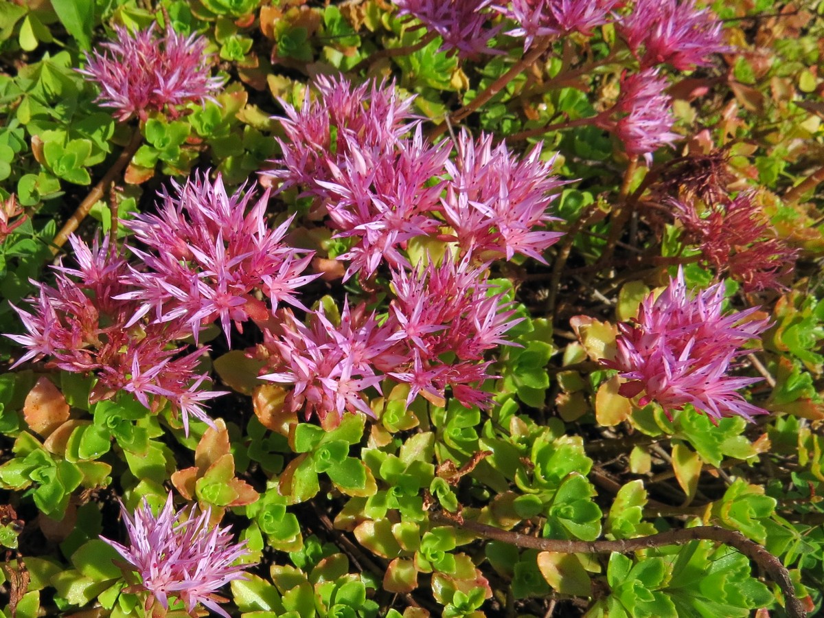 Image of Sedum spurium specimen.