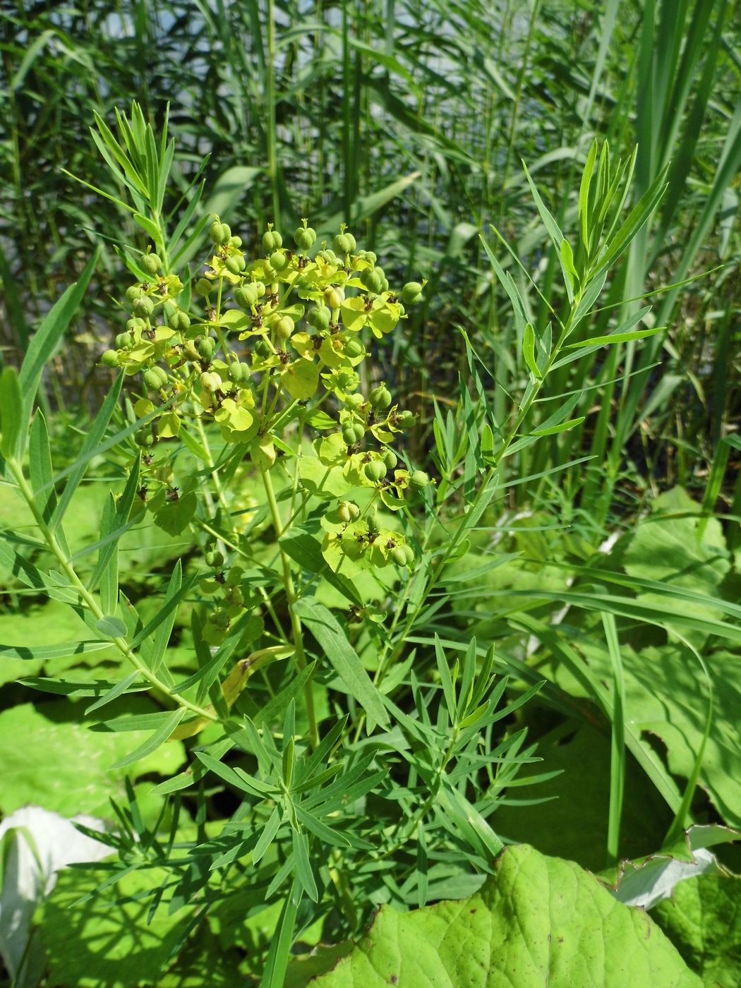 Изображение особи Euphorbia virgata.