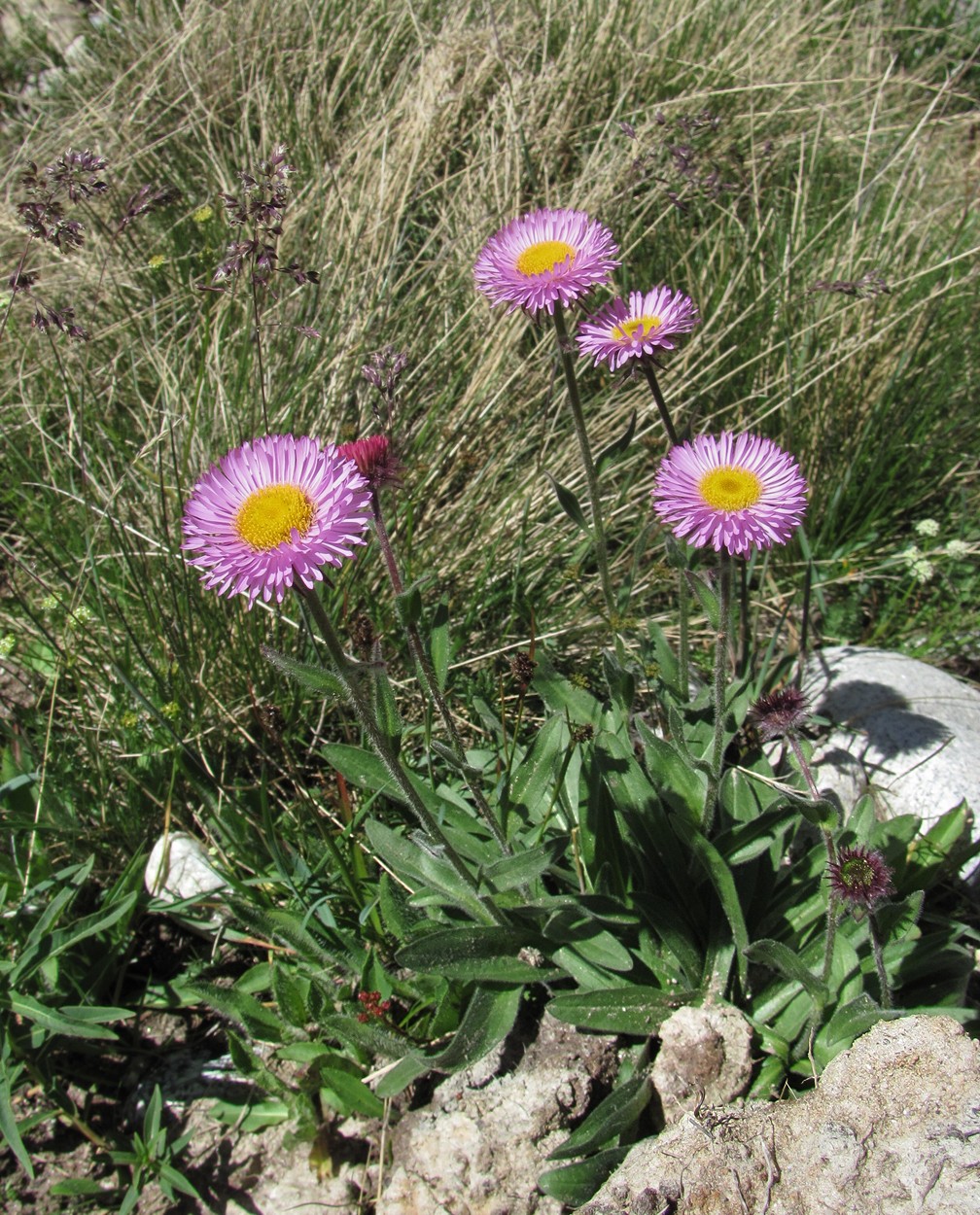 Изображение особи Erigeron venustus.