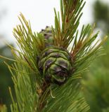 Pinus pumila