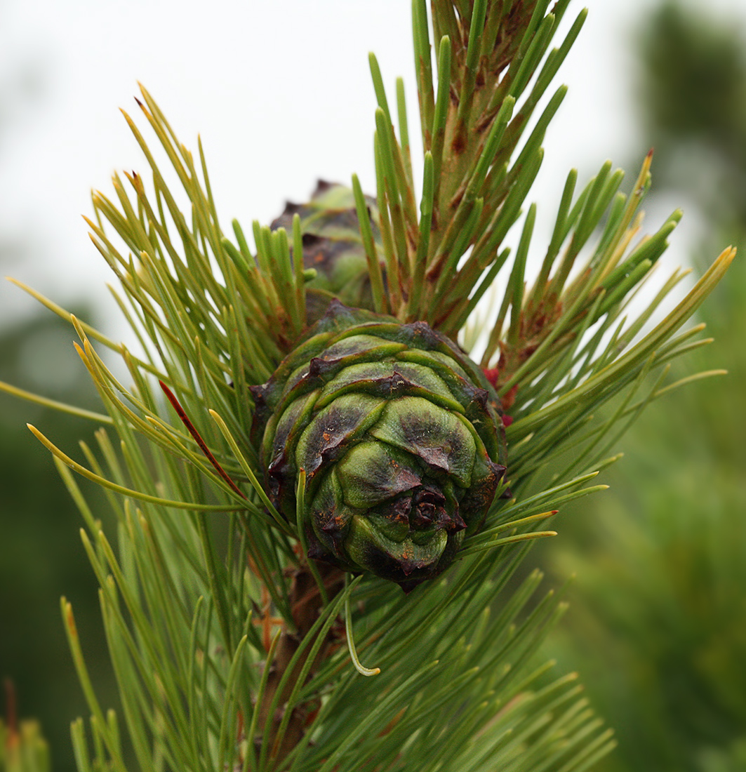 Изображение особи Pinus pumila.