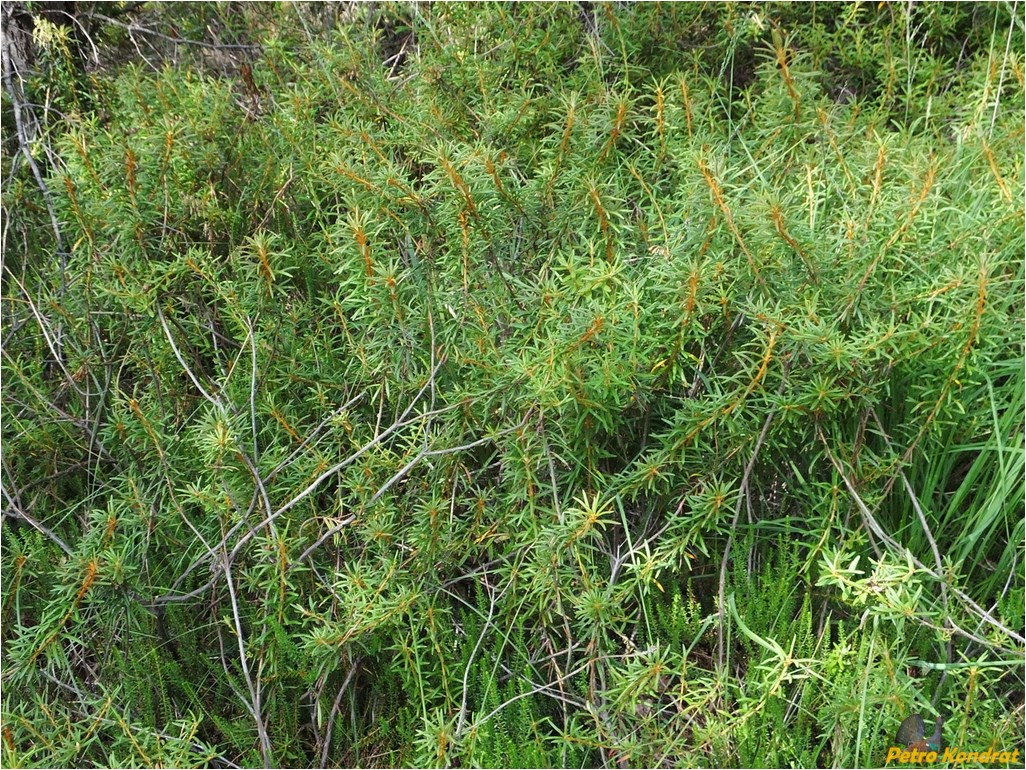 Image of Ledum palustre specimen.