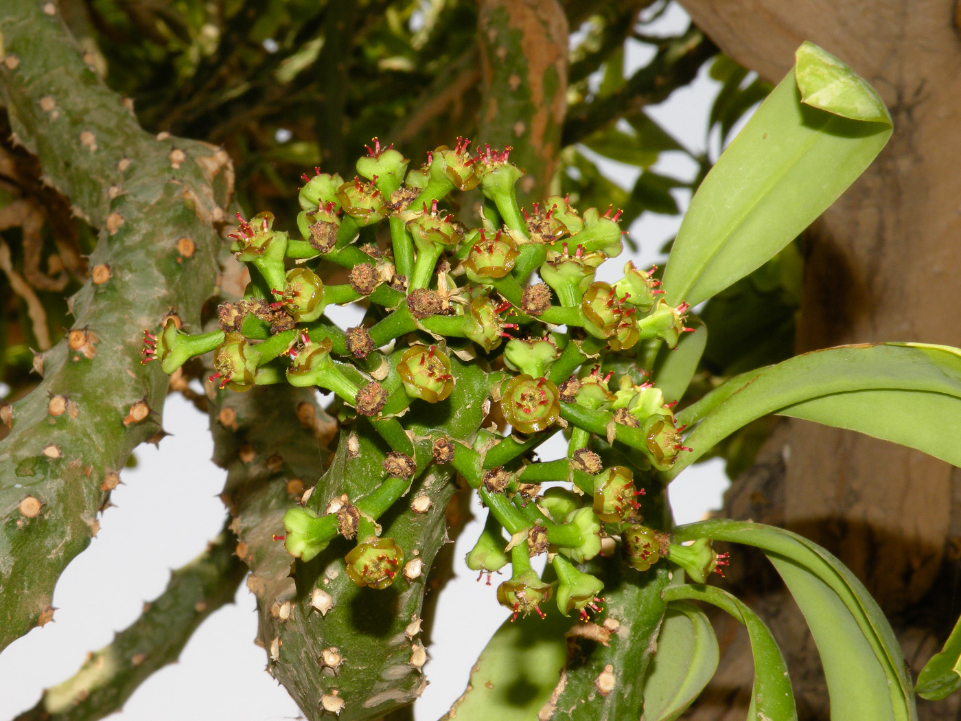 Image of Euphorbia neriifolia specimen.