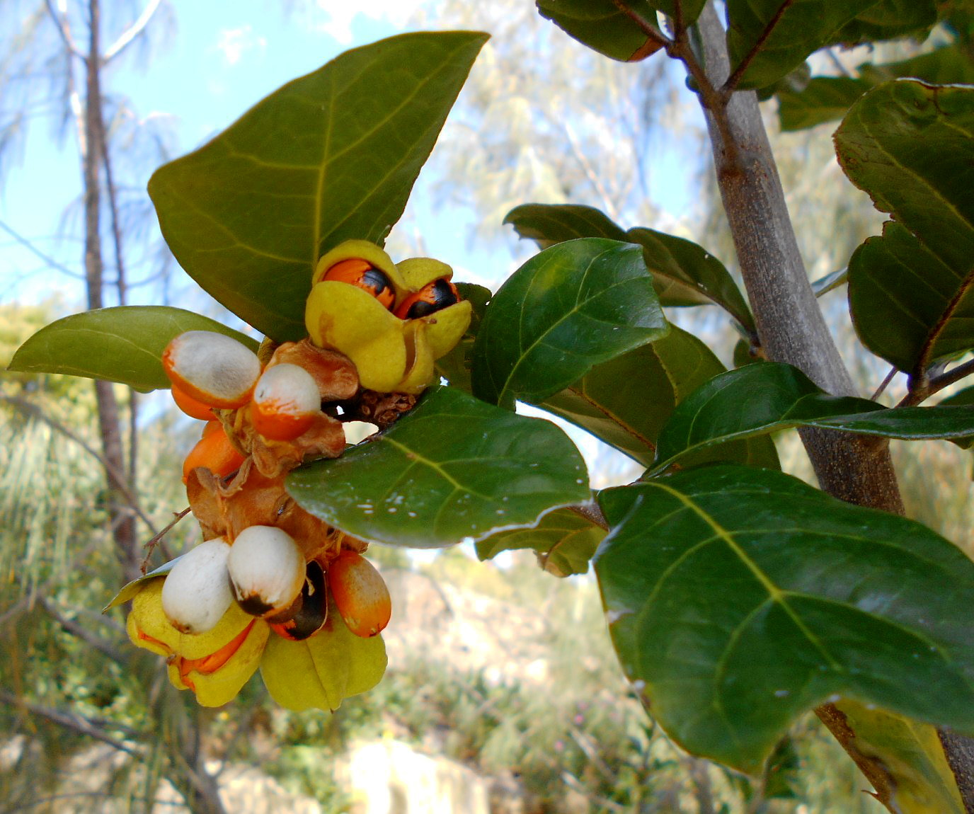 Image of Cupaniopsis wadsworthii specimen.