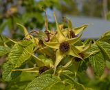 Rosa rugosa. Плоды с сидящим клопом. Пермский край, пос. Юго-Камский, частное подворье, в культуре. 14 сентября 2017 г.