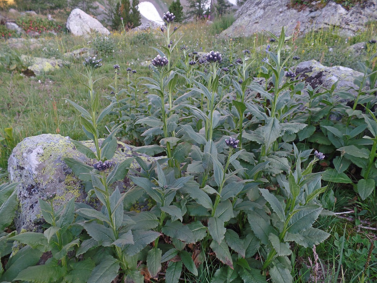 Изображение особи Saussurea latifolia.