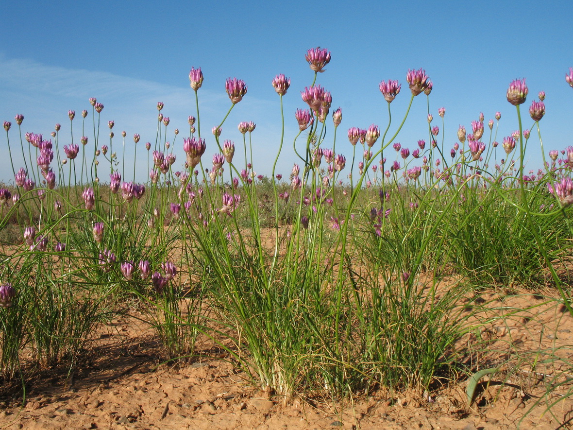 Изображение особи Allium inderiense.