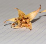 Alyogyne hakeifolia