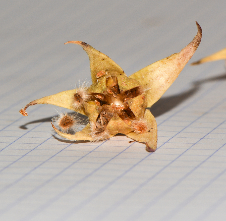 Image of Alyogyne hakeifolia specimen.