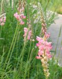 Onobrychis sibirica. Соцветия. Южная Якутия, г. Нерюнгри. 28.06.2008.