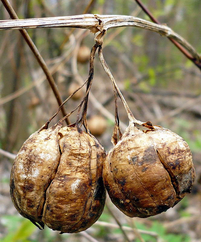 Image of Aristolochia clematitis specimen.