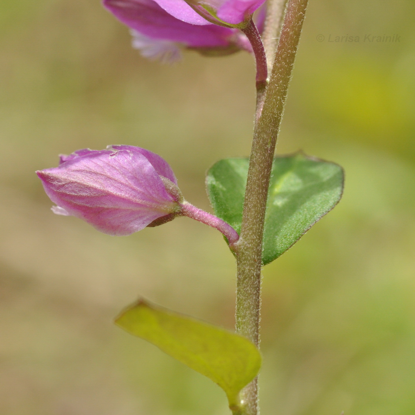 Image of Polygala japonica specimen.