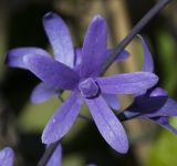 Petrea volubilis. Бутон. Израиль, Шарон, г. Герцлия, в культуре. 17.01.2018.