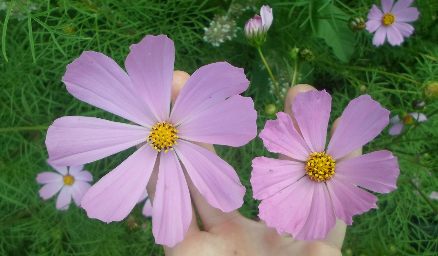 Изображение особи Cosmos bipinnatus.