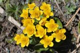 Caltha palustris