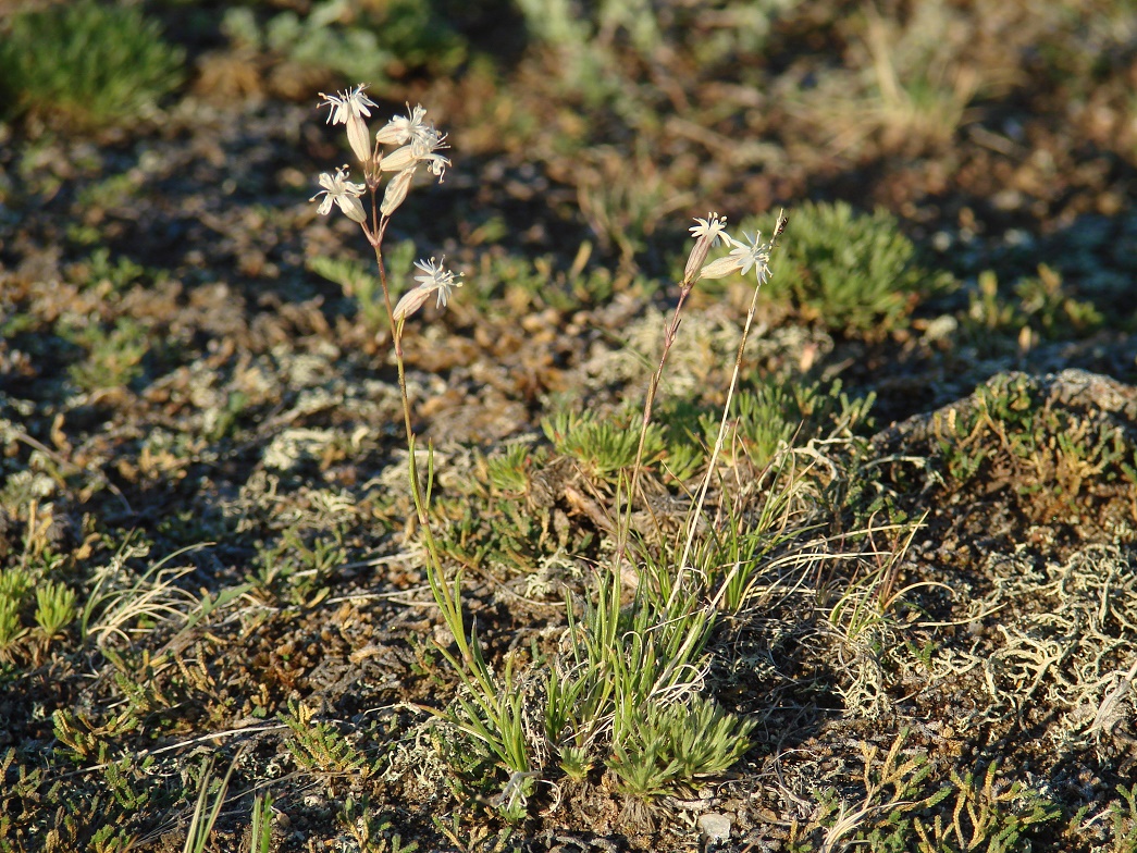 Image of Silene turczaninovii specimen.