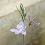 Veronica prostrata