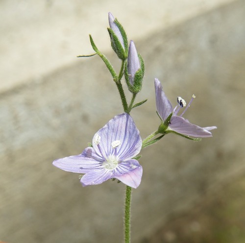 Image of Veronica prostrata specimen.