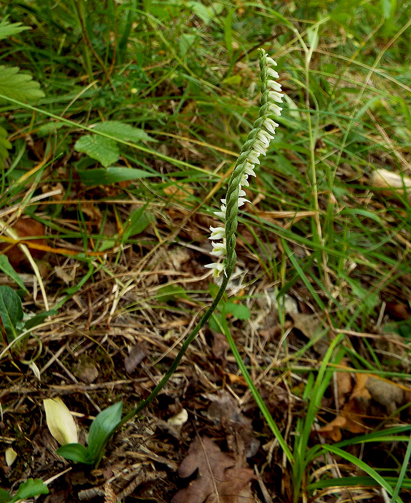 Image of Spiranthes spiralis specimen.