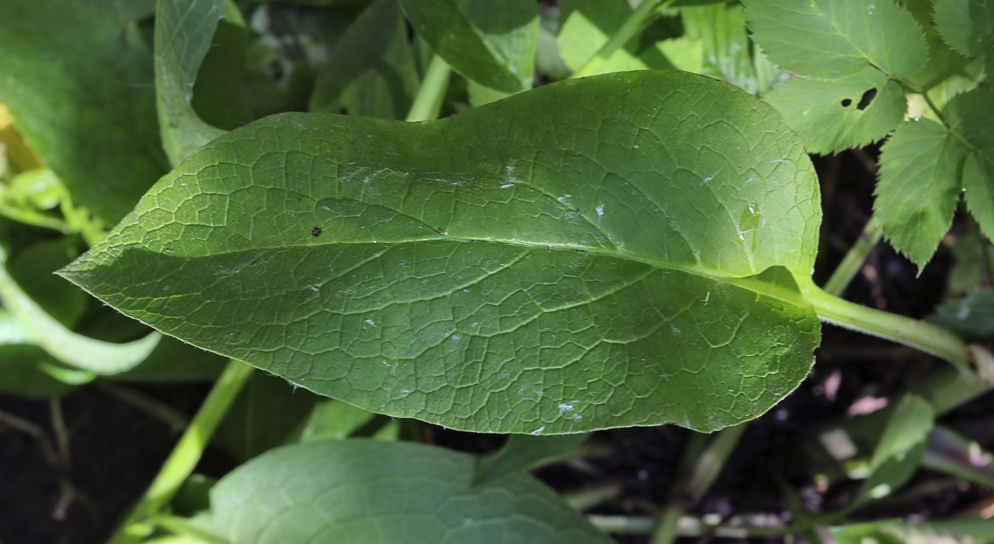 Изображение особи Symphytum asperum.