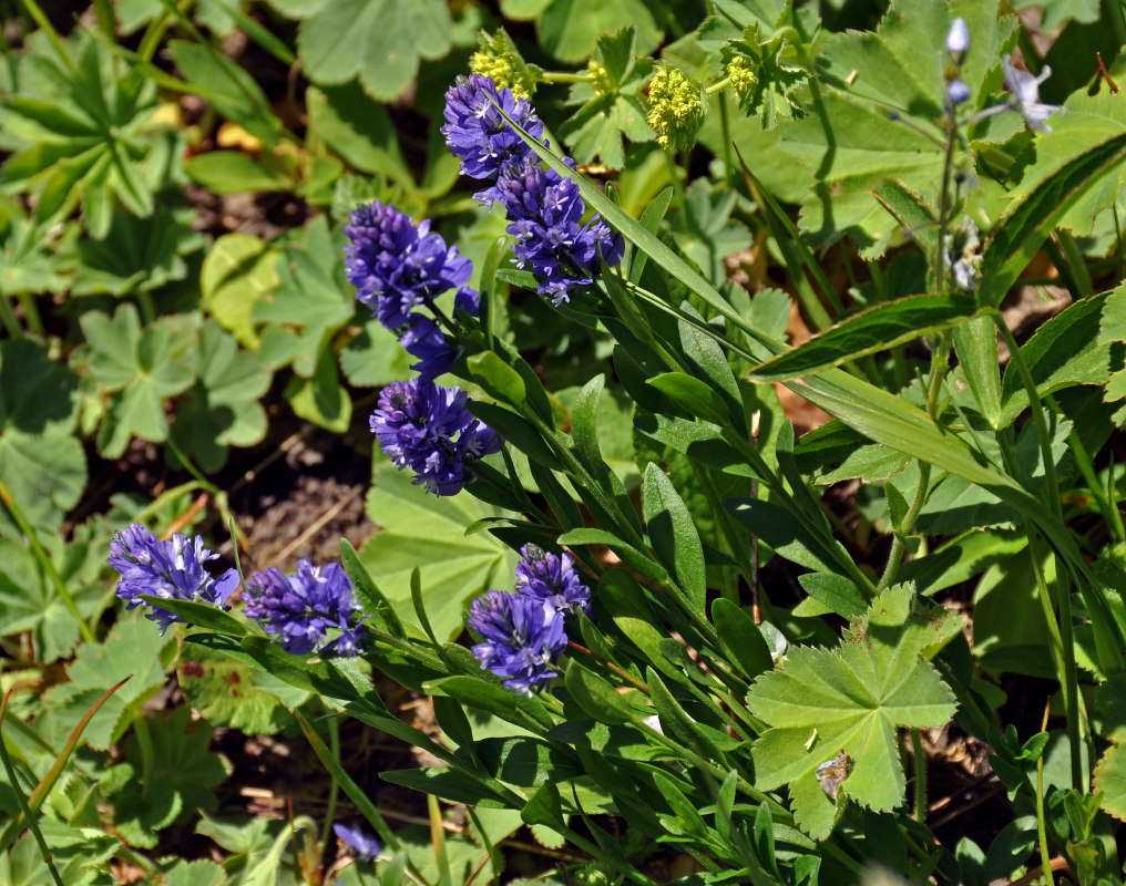 Image of Polygala alpicola specimen.