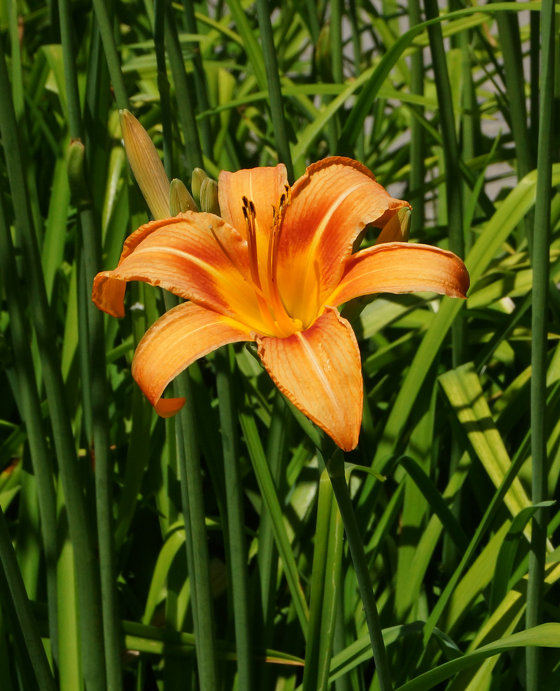 Изображение особи Hemerocallis fulva.