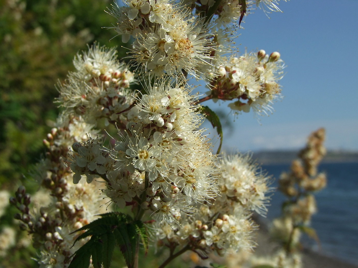 Image of Sorbaria sorbifolia specimen.