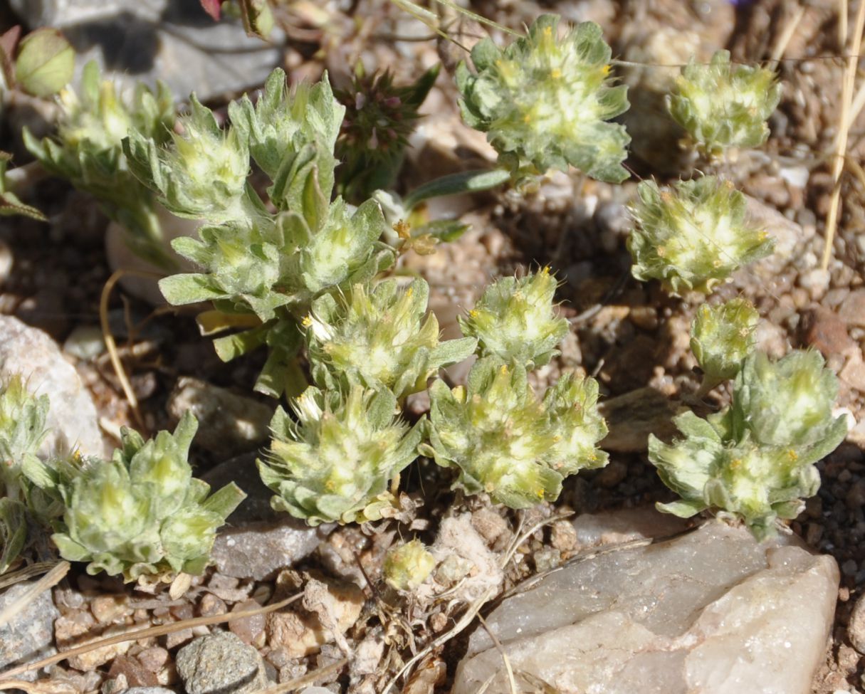 Image of Filago aegaea ssp. aristata specimen.