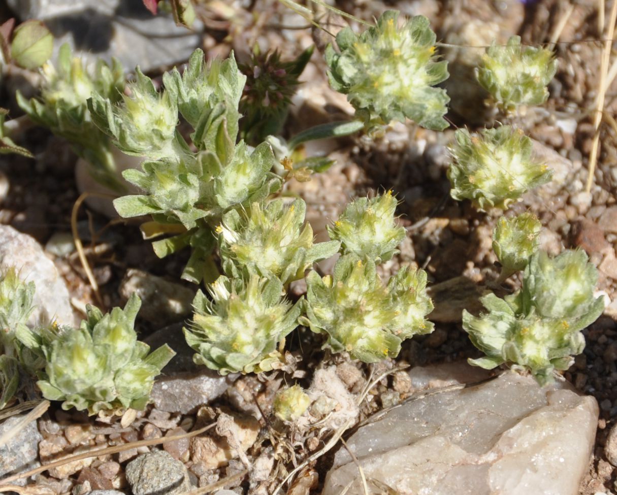 Изображение особи Filago aegaea ssp. aristata.