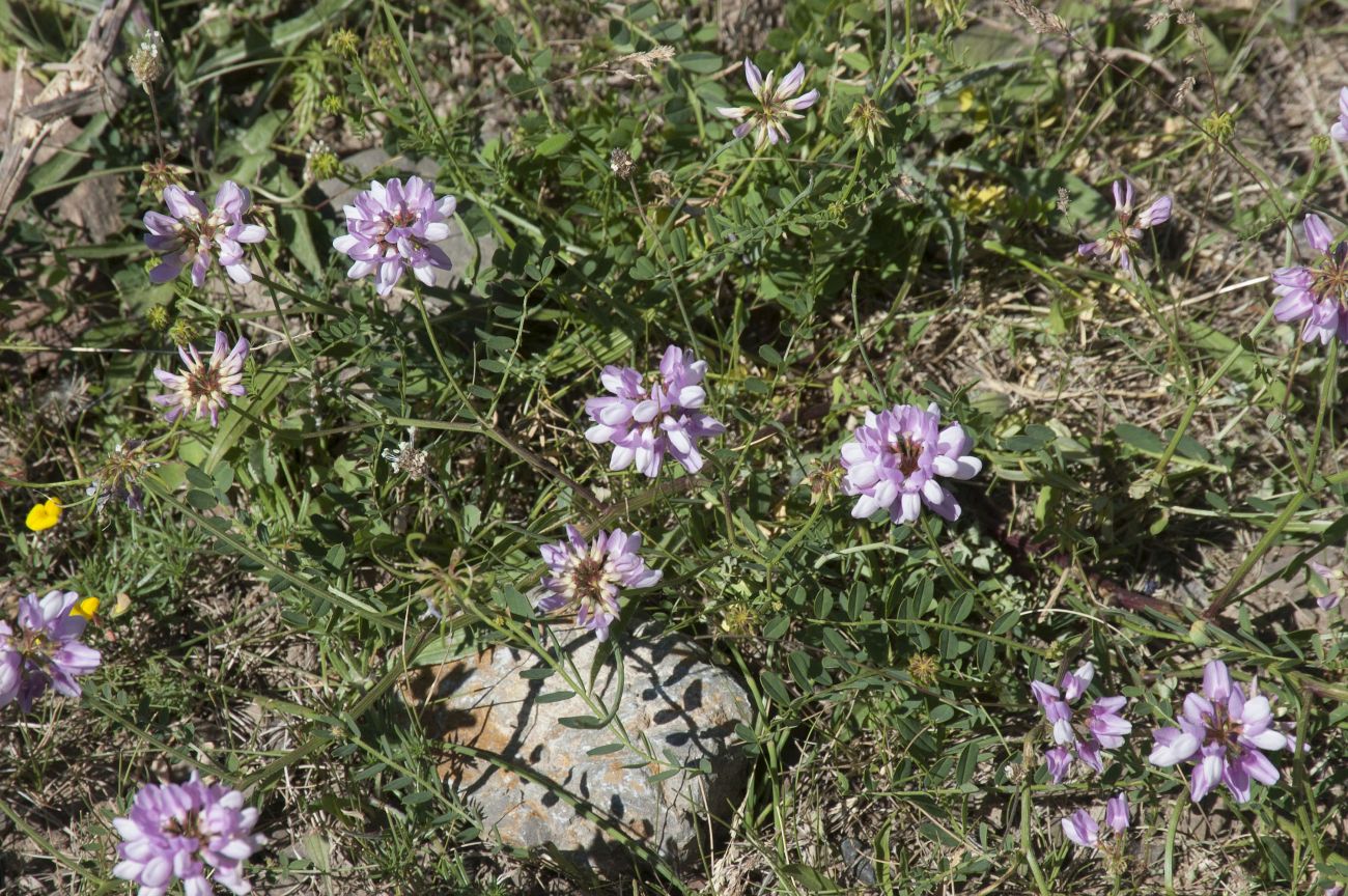 Image of Securigera varia specimen.