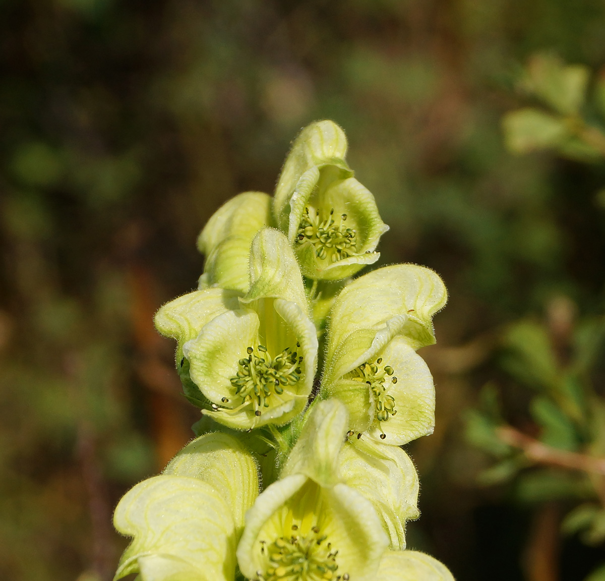 Image of Aconitum anthoroideum specimen.