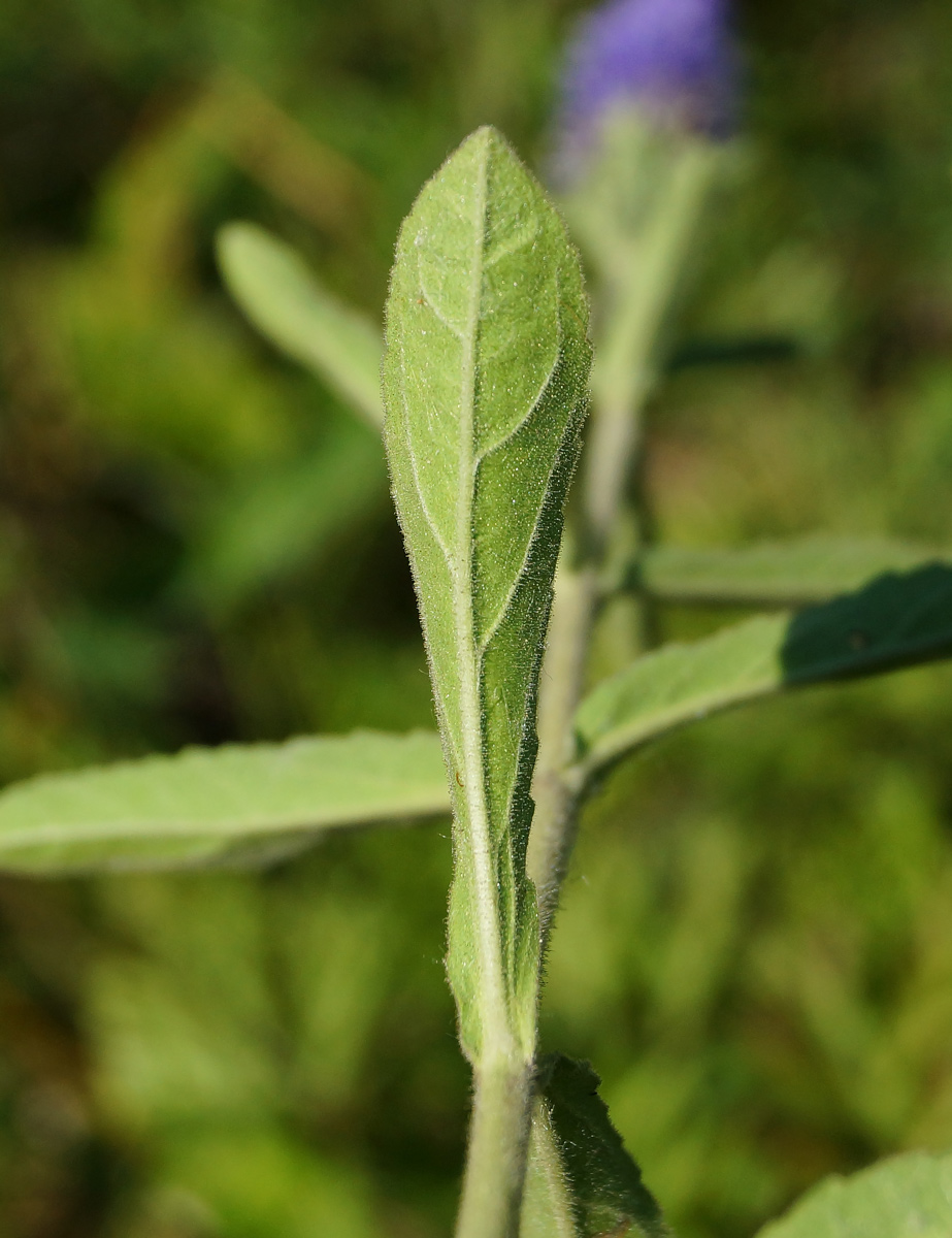 Image of Veronica porphyriana specimen.