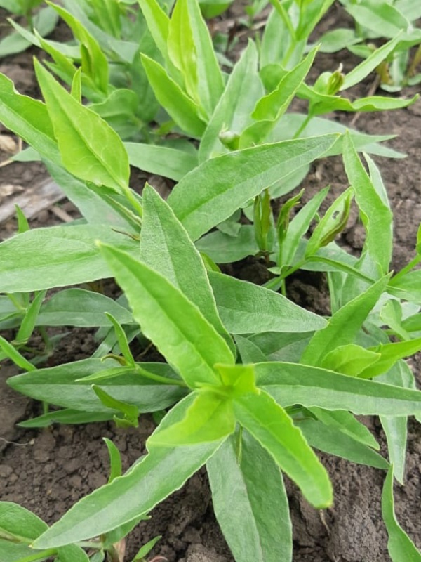 Изображение особи Oberna procumbens.