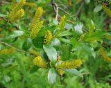 Salix pseudopentandra. Часть ветви с мужскими соцветиями и сидящей мухой. Магаданская обл., окр. г. Магадан, нижнее течение р. Магаданка, сырой луг в долине. 06.07.2014.