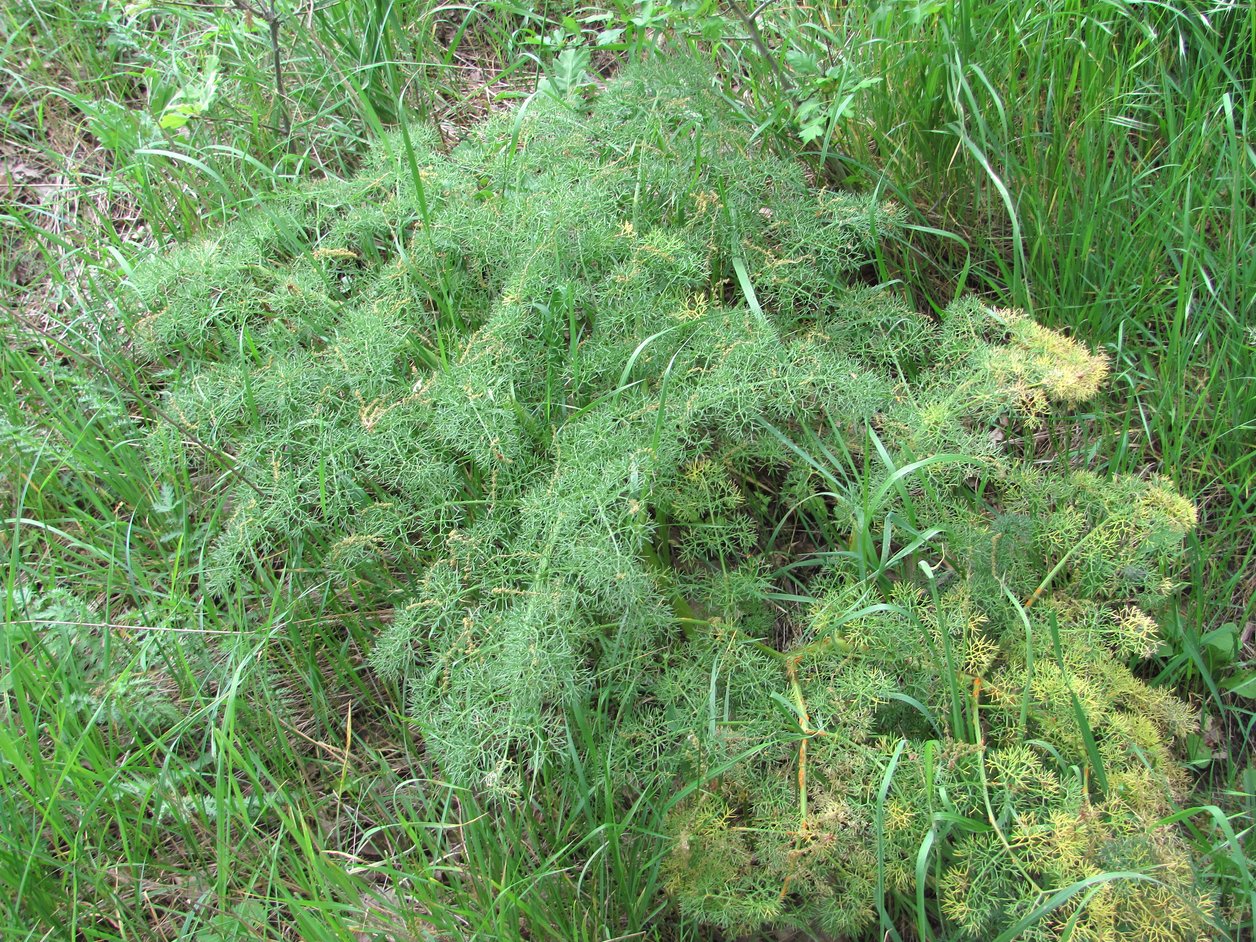 Image of Prangos ferulacea specimen.