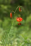 Lilium pumilum