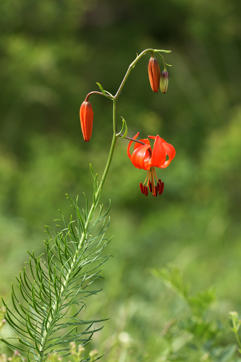 Изображение особи Lilium pumilum.