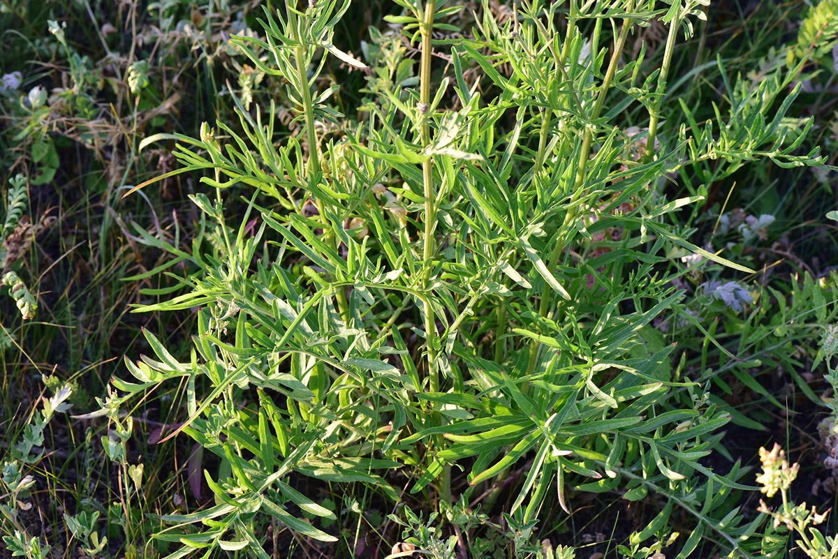 Изображение особи Centaurea scabiosa.