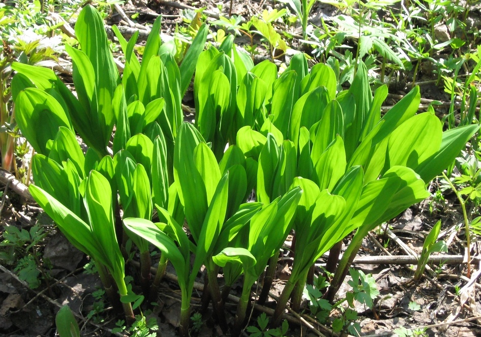 Image of Allium microdictyon specimen.